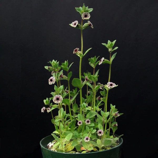 Rare Calico Monkey Flower Seeds ~ Diplacusictus Pictus ~ Garden ~ Grow Your Own ~ Spring Flowers ~ Instead of Flowers ~ Flowers