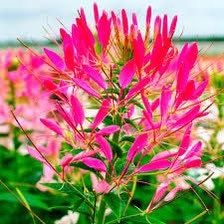 Cherry Queen Cleome Seeds ~ Cleome Hassleriana ~ Spider Flower ~ Flowering Plant ~ Flower ~ Growing Flowers ~ Garden ~ Plants ~ Gardening