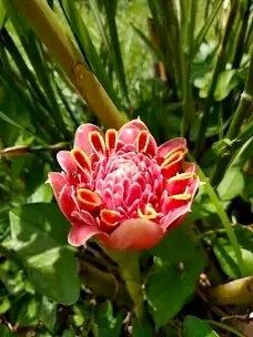 Pink Ginger Torch Seeds ~ Etlingera Elatior ~ Exotic ~ Cut Flowers ~ Flowering Blooms ~ Unique Flowers ~ Bouquets ~ Tropical