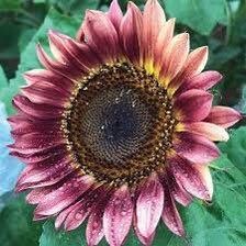 Plum Sunflower Seeds ~ Helianthus Annuus ~ Pretty Flowers ~ Garden ~ Fall ~ Heirloom Seeds ~ Autumn ~ Bouquets