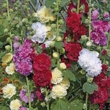 Summer Carnival Hollyhock Seeds ~ Flower ~ Seeds ~ Gifts ~ Grow Your Own ~ Spring Flowers ~ Instead of Flowers