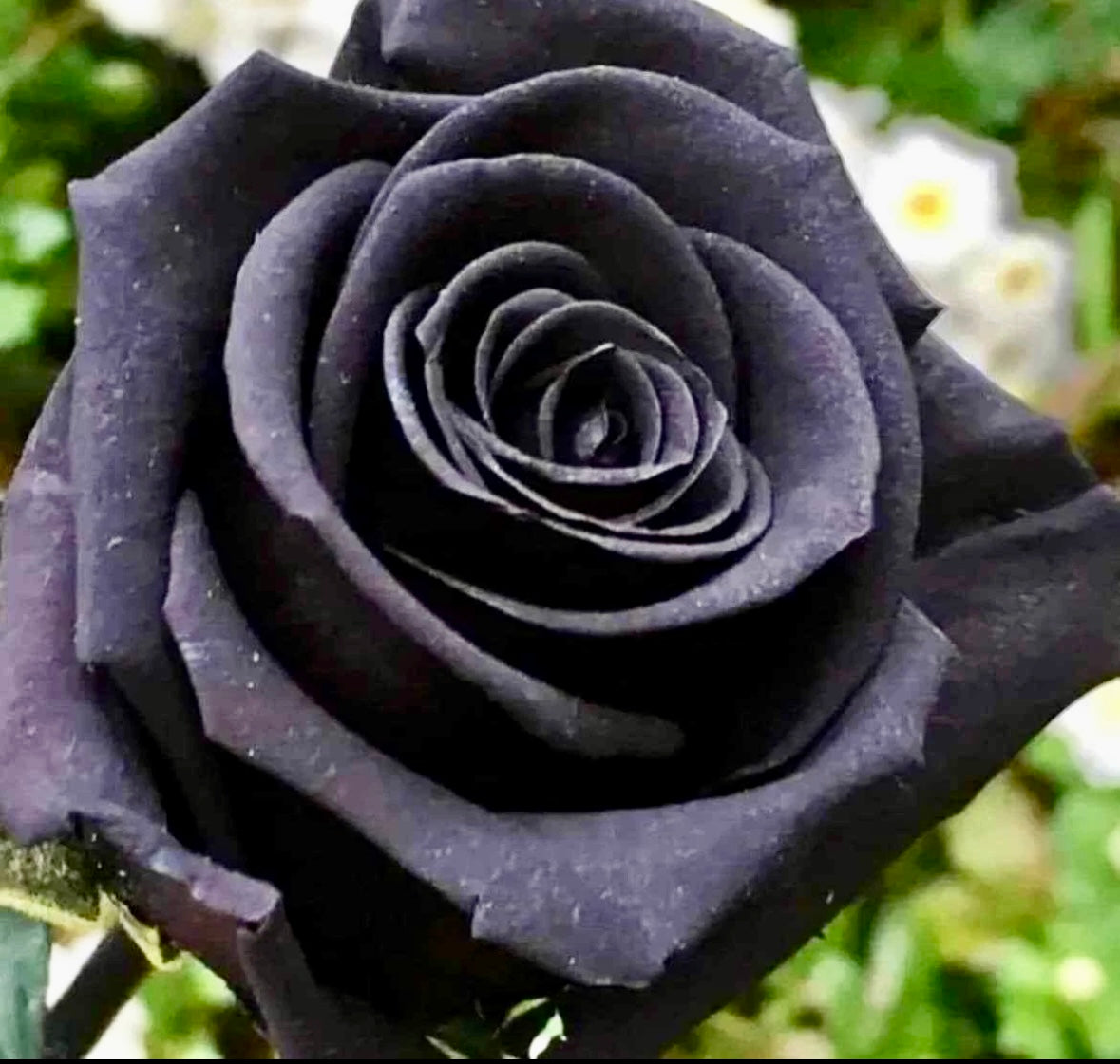 real black rose seeds Blood Rose Seeds ~ Plants ~ Garden ~ Grow Your Own ~ Spring Flowers ~ Instead of Flowers ~ Presents