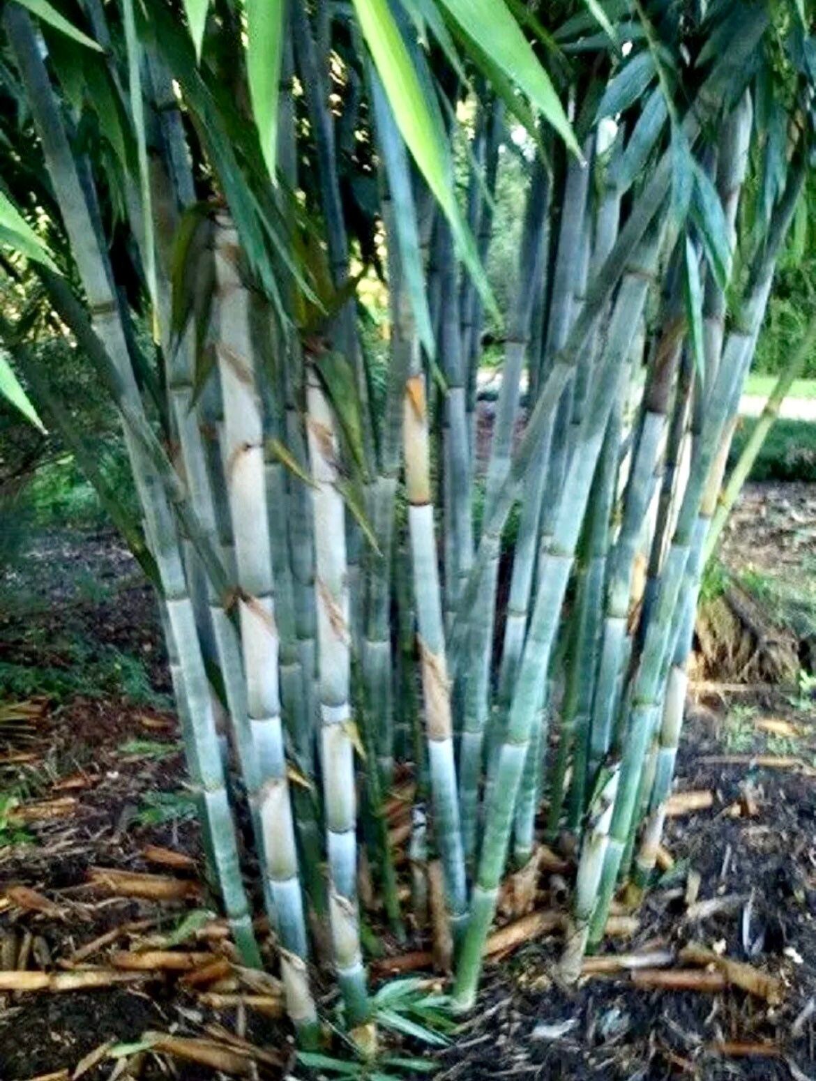 Blue Bamboo Seeds ~ Fountain ~ Privacy Climbing ~  Cyrtostachys Renda Tree ~ Gardening ~ Spring