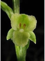 Platanthera Flava Seeds ~ The Palegreen Orchid ~ Orchids ~ Usual Flowers ~ Exotic Flower