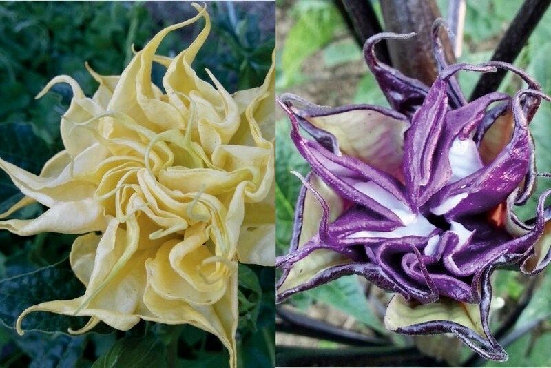 Ballerina Mix Devil’s Trumpet Seeds ~ Datura Metel ~ Fresh Seeds ~ Blooms ~ Flowers ~ Instead of Flowers ~