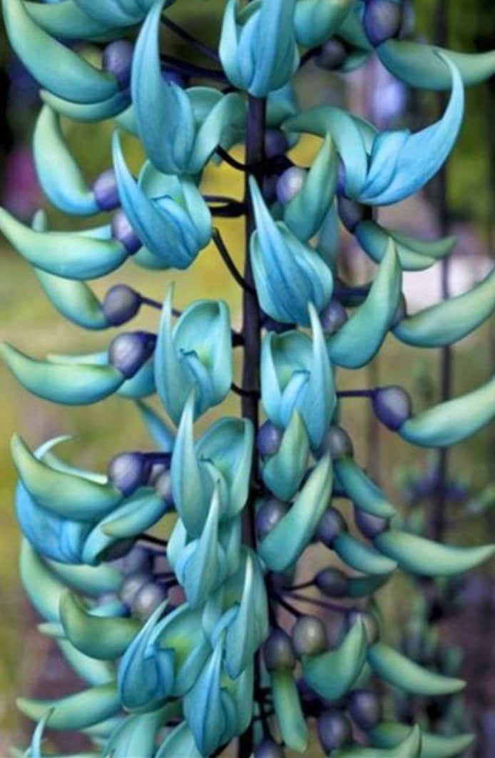 Rare Blue Jade Vine Seeds ~ Mucuna Benettii ~ Mucuna Bennettii ~ Mucuna Warburgii ~ Mucuna Albertisii ~ Mucuna ~ Heirloom ~ Exotic