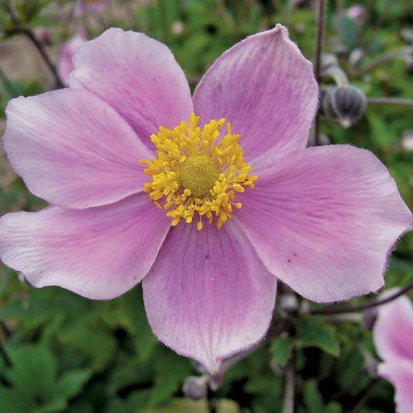 Pink Saucer Anemone Seeds ~ Cool Flowers ~ Rare ~ Wildflowers ~ Heirloom ~ Spring ~ Fresh Cut Flowers ~ Bouquets ~ Grow Flowers ~ Garden