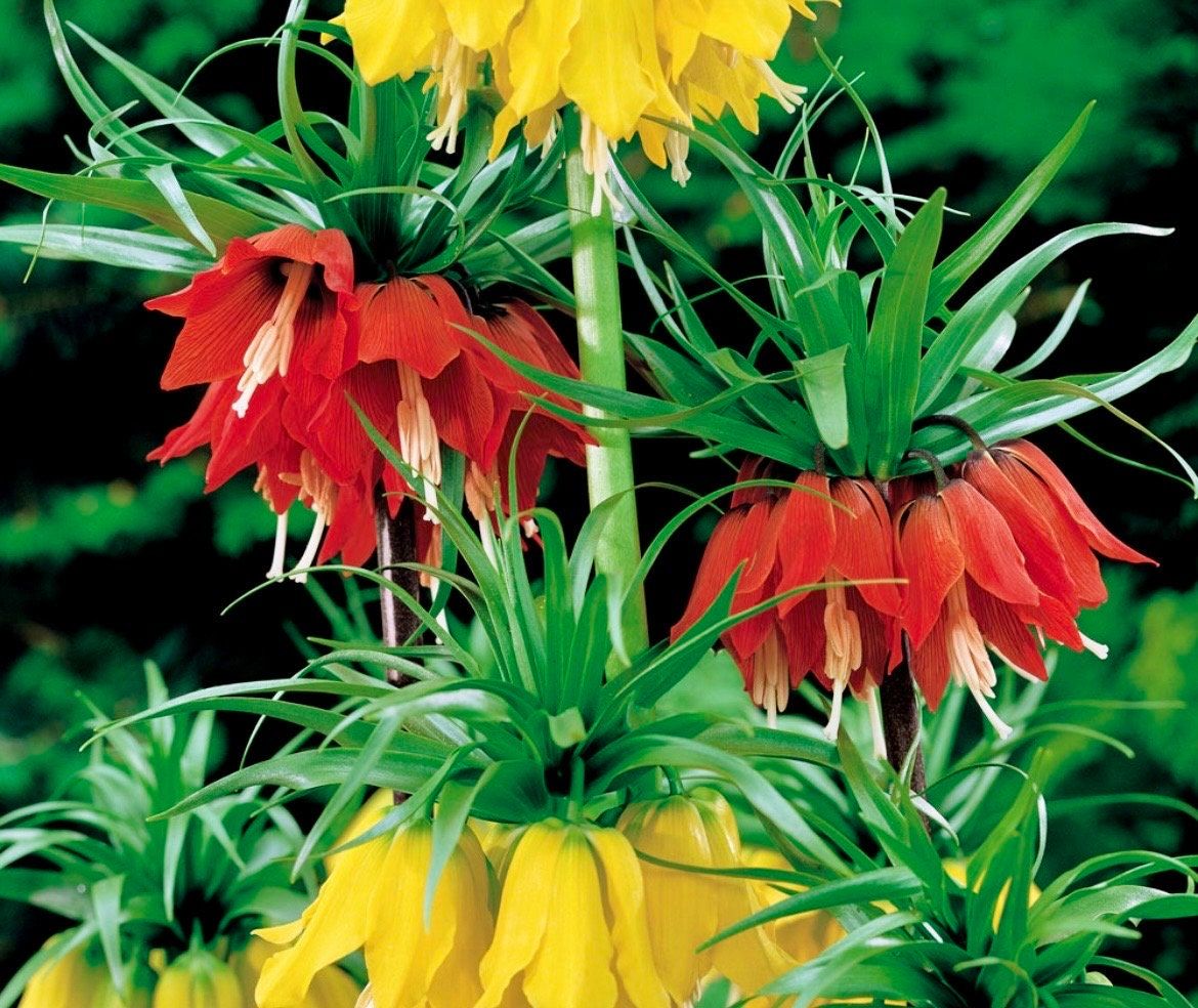 Yellow Crown Imperialis Seeds ~ Fritillaria Imperialis ~ Exotic ~ Unique ~ Fun ~ Bees ~ Butterflies ~ Beautiful Flowers ~ Dr Seuss