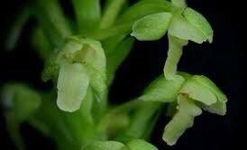 Platanthera Flava Seeds ~ The Palegreen Orchid ~ Orchids ~ Usual Flowers ~ Exotic Flower