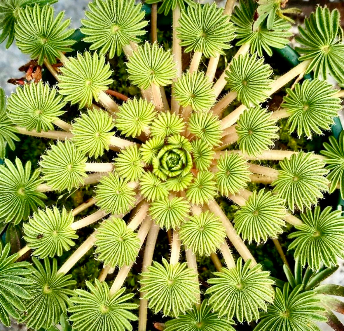 Oxalis Palmifrons Seeds ~ Palm Leaf Oxalis ~ Plants ~ Garden ~ Houseplants