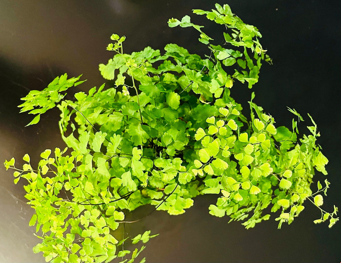 Maidenhair Fern ~ Adiantum Raddianum