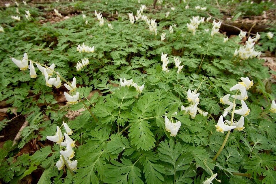 Dutchman's Breeches Seeds ~ Dicentra Cucullaria ~ Plants ~ Garden ~ Grow Your Own ~ Spring Flowers ~ Instead of Flowers ~ Presents