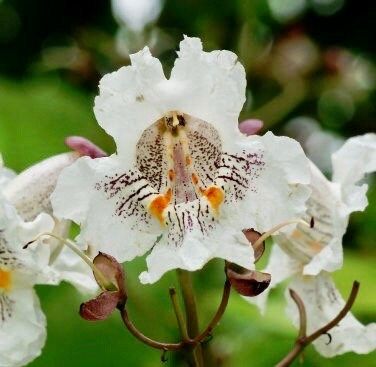 Showy Catalpa Tree Seeds ~ Catawba Catalpa Speciosa ~ Flowers ~ Home Garden ~ Exotic Flower ~ Rare