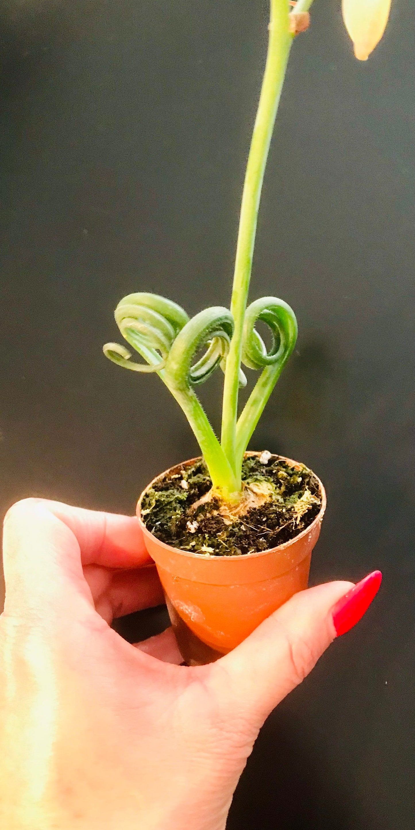 Frizzle Sizzle ~ Albuca Spiralis ~ Corkscrew Albuca ~ Albuca