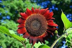 Chocolate Cherry Sunflower Seeds ~ Helianthus Annuus ~ Pretty Flowers ~ Garden ~ Fall ~ Heirloom Seeds ~ Autumn