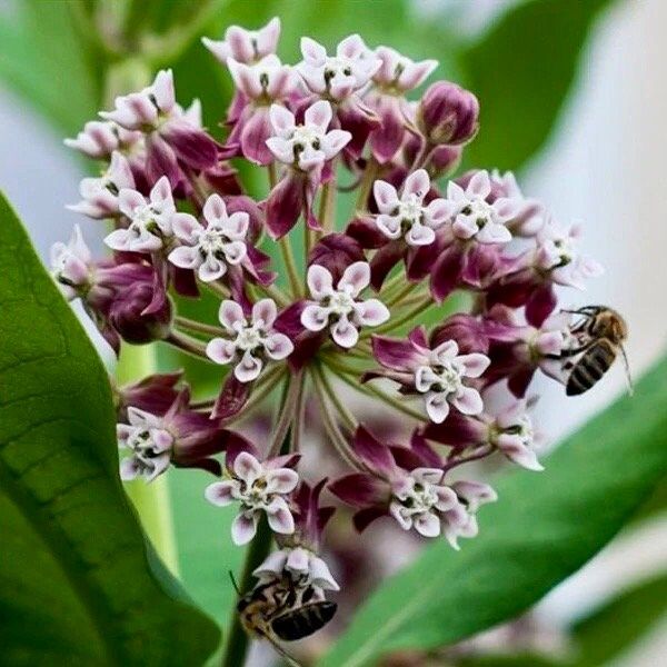 Black Asclepias Syriaca Seeds ~ Milkweed ~ Butterfly ~ Plants ~ Garden ~ Grow Your Own ~ Spring Flowers ~ Instead of Flowers ~ Flowers