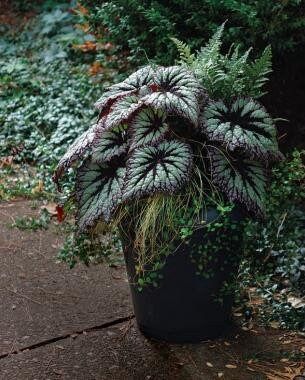 Purple-Green Rex Begonias Seeds ~ Plants ~ Garden ~ Grow Your Own ~ Spring Flowers ~ Instead of Flowers ~ Flowers