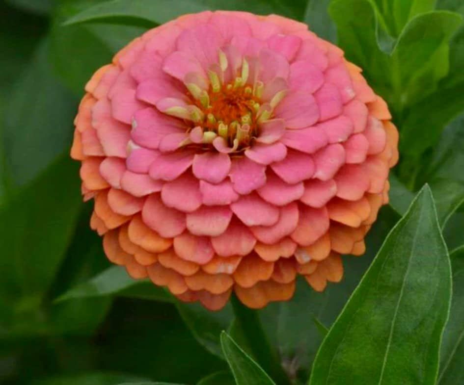 Zinnia Salmon Seeds ~ Flowers ~ Butterflies Love ~ Non-GMO Seeds ~ Cool Flowers ~ Rare