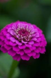 Zinnia Elegans Lilliput Purple Seeds ~ Flowers ~ Butterflies Love ~ Non-GMO Seeds ~ Cool Flowers ~ Bouquets ~ Pretty Flowers ~ Unique