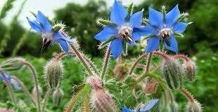 Blue Borage Seeds ~ Starflower ~ Plants ~ Garden ~ Grow Your Own ~ Spring Flowers ~ Heirloom Seeds