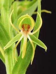 Habenaria Repens Seeds ~ Water-Spider Orchid ~ Orchids ~ Exotic ~ Pretty Flowers ~ Different ~ Orchid