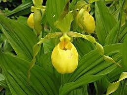 Yellow Lady’s Slipper Orchid Seeds ~ Lady Slipper Orchids ~ Cypripedium Pubescens ~ Unique ~ Cypripedium Parviflorumxotic ~ Exotic