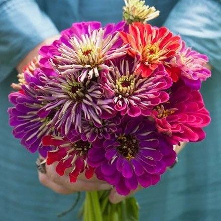 Zinnia “Meteor Shower” Seeds ~ Flower Seeds ~ Plants ~ Garden ~ Grow Your Own ~ Spring Flowers ~ Instead of Flowers ~ Flowers