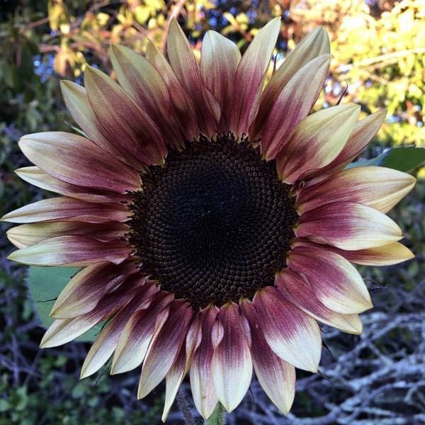 Plum Sunflower Seeds ~ Helianthus Annuus ~ Pretty Flowers ~ Garden ~ Fall ~ Heirloom Seeds ~ Autumn ~ Bouquets