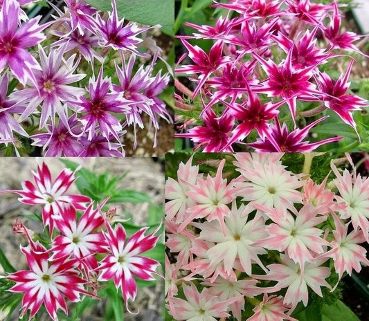 Mixed Twinkle Star Phlox Seeds ~ Phlox Drummondii ~ Unique ~ Butterflies ~ Attractive Flowers ~ Garden