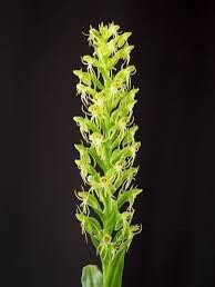 Habenaria Repens Seeds ~ Water-Spider Orchid ~ Orchids ~ Exotic ~ Pretty Flowers ~ Different ~ Orchid