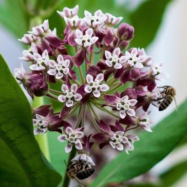 Black Asclepias Syriaca Seeds ~ Milkweed ~ Butterfly ~ Plants ~ Garden ~ Grow Your Own ~ Spring Flowers ~ Instead of Flowers ~ Flowers