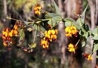 Rare Bookleaf Seeds ~ Daviesia Cordata ~ Grow Your Own ~ Spring Flowers ~ Purple