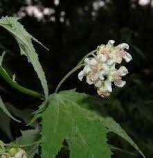 Virginia Fanpetals Seeds ~ Virginia Mallow Ripariosida Hermaphrodita