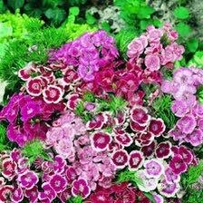 Dwarf Wee Willie Seeds ~ Sweet William ~ Dianthus Barbatus ~ Mixed Colored Flower Seeds