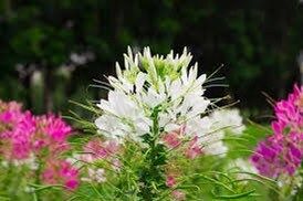 Giant White Queen Cleome Seeds