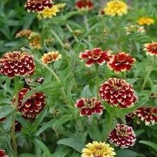 Zinnia “Jazzy Mix” Seeds ~ Flowers ~ Butterflies Love ~ Non-GMO Seeds ~ Cool Flowers ~ Rare