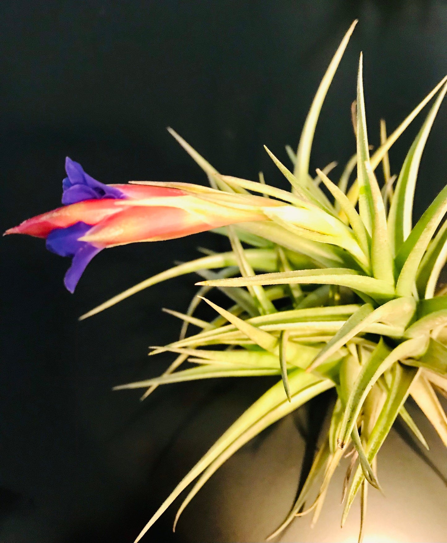 Blooming Mad Pupper ~ Tillandsia Bergeri ~ Tillandsia ~ Air Plant ~ Bromeliad ~ Succulent ~ Live Plant ~ Easy Care Plant