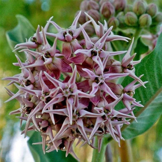 Pink Asclepias Syriaca Seeds ~ Plants ~ Garden ~ Grow Your Own ~ Spring Flowers ~ Instead of Flowers ~ Flowers