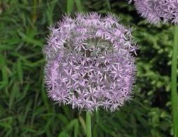 Allium Cristophii Seeds ~ Star of Persia ~ Plants ~ Garden ~ Grow Your Own ~ Spring Flowers ~ Instead of Flowers ~ Presents