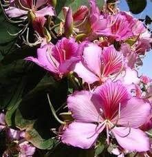 Geranium Orchid Tree Seeds ~ Bauhinia Purpurea ~ Usual Flowers ~ Exotic Flower