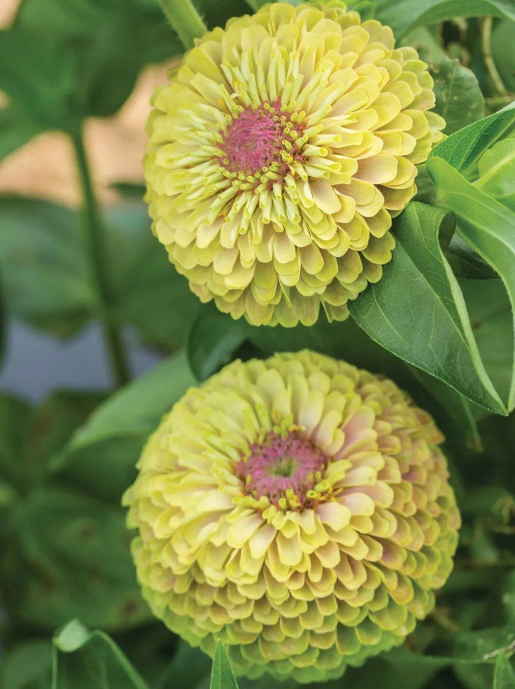 Zinnia “Queen Lime Blush” Seeds ~ Flower Seeds ~ Plants ~ Garden ~ Grow Your Own ~ Spring Flowers ~ Instead of Flowers ~ Flowers