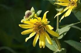 Silphium Glutinosum Seeds ~ Sticky Rosinweed ~ Unique and Rare