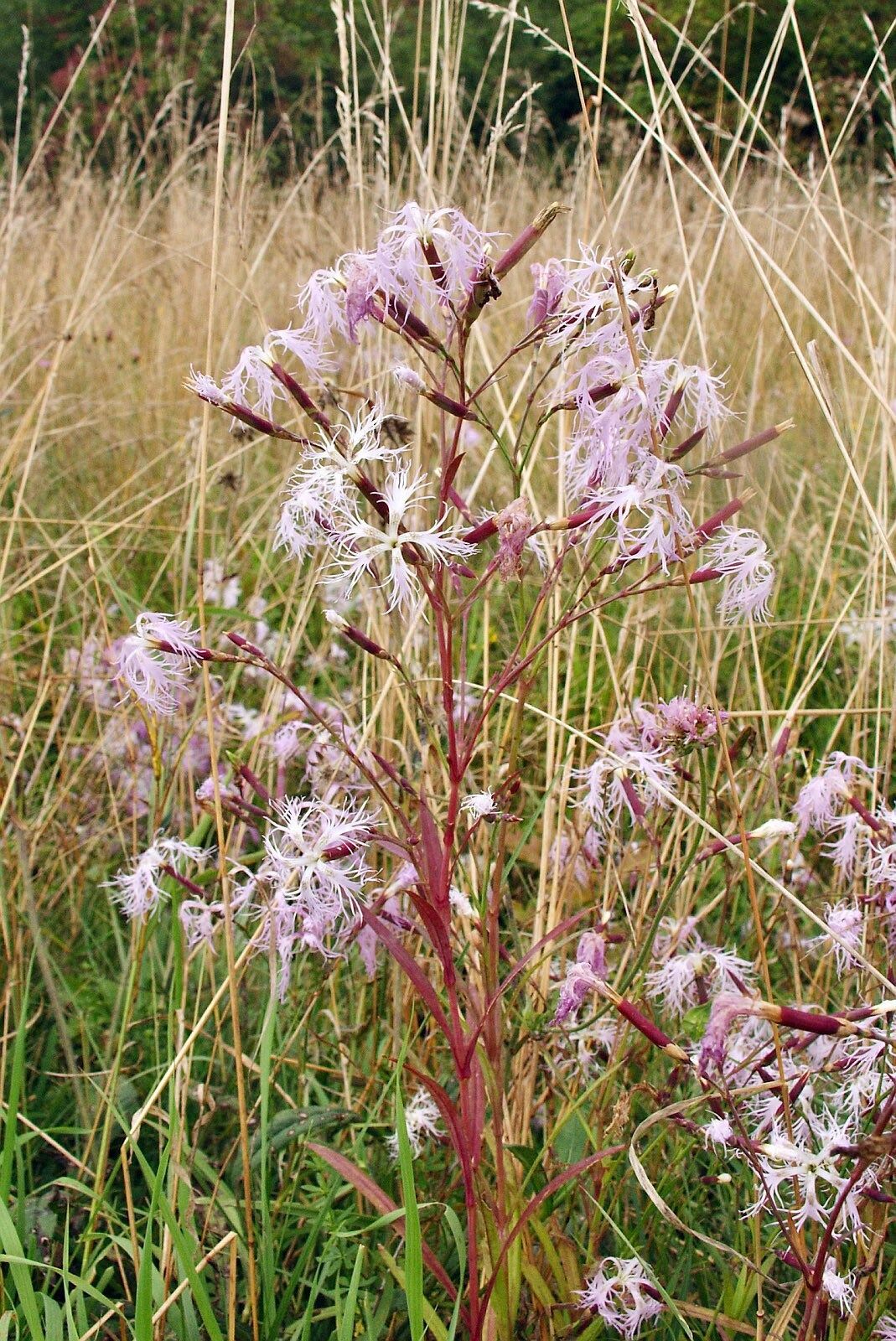 Dianthus Superbus Seeds ~ Fringed Pink ~ Grow Your Own ~ Pretty Flowers ~ Cool Flowers ~ Pink ~ Flowers ~ Flowering ~ Garden ~ Fringe