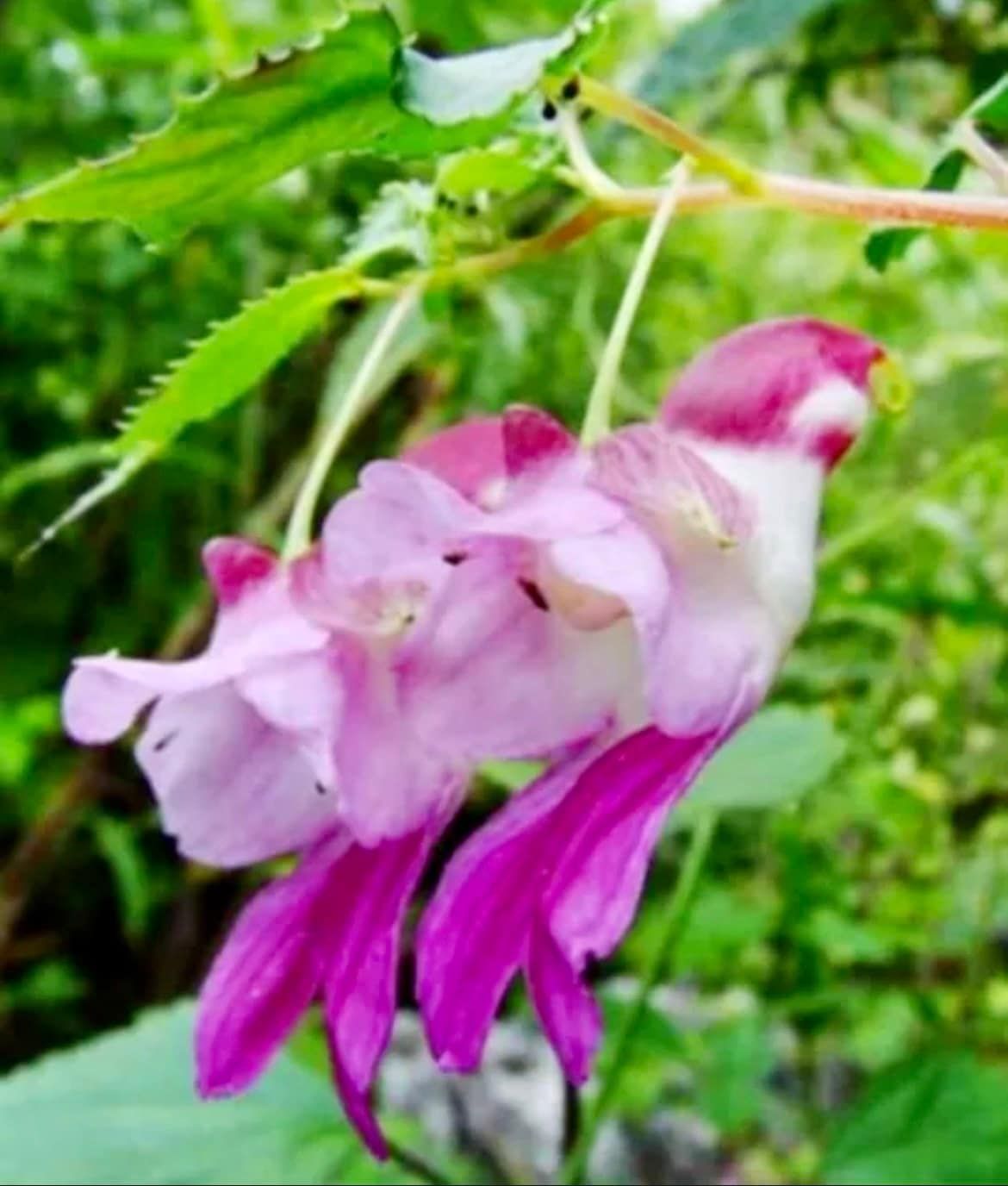 Rare Parrot Flower Seeds ~ Impatiens Psittacina ~ Usual Flowers ~ Exotic Flower ~ Bird Lovers ~ Flowers ~ Indoor Plant