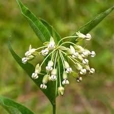 Poke Milkweed Seeds ~ Asclepias Exaltata ~ Asclepias Bicknellii ~ Asclepias Phytolaccoides