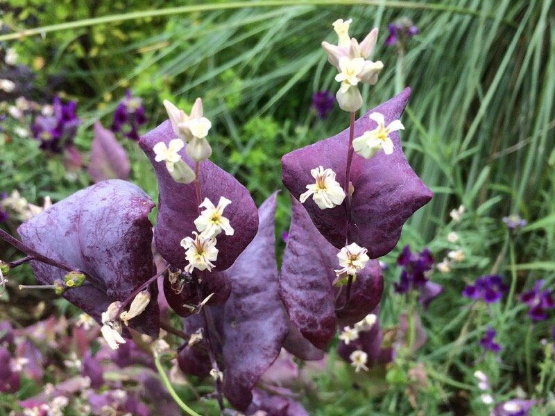 Streptanthus Farnsworthianus Seeds ~ Farnsworth’s Jewel Flower ~ Blooms ~ Climbing Perennial ~ Grow Your Own ~ Spring