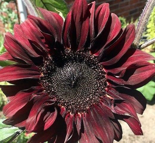 Rare Red Wave Sunflower Seeds ~ Helianthusds ~ Pretty Flowers ~ Garden ~ Fall ~ Heirloom Seeds ~ Autumn