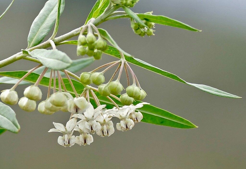 Hairy Balls Seeds ~ Jewels OG ~ Gomphocarpus Physocarpa ~ Balloon Plant ~ Milkweed Plants ~ Garden ~ Grow Your Own ~ Spring Flowers