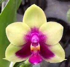 Phalaenopsis K S Happy Eagle Orchid Seeds ~ Bird Lovers ~ Usual Flowers ~ Exotic