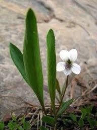 Viola Lanceolata Seeds ~ Lance-Leaved Violet ~ Bog White Violet